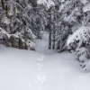 ADK-Jan17-16