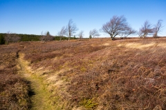 Dolly Sods Wilderness