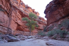 Arizona